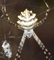 Argiope lobata
