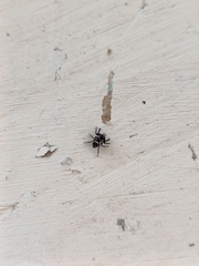 Hasarius adansoni