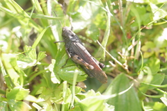 Psophus stridulus