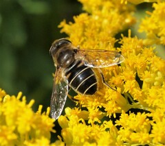 Eristalis nemorum