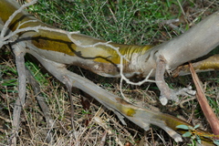 Eucalyptus socialis