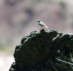 Salpinctes obsoletus