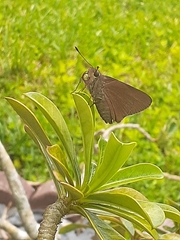 Asbolis capucinus