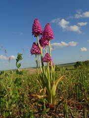 Anacamptis pyramidalis