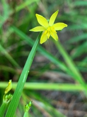 Tricoryne anceps pterocaulon