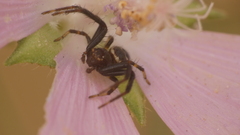 Synema globosum