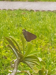 Asbolis capucinus