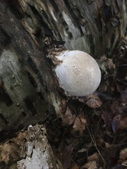 Reticularia lycoperdon