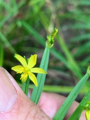 Tricoryne anceps pterocaulon