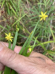 Tricoryne anceps pterocaulon