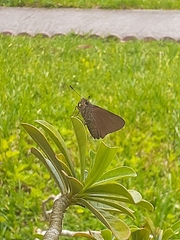 Asbolis capucinus