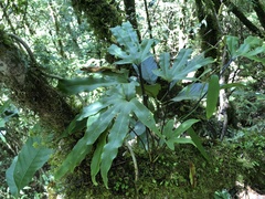 Pyrrosia polydactylos