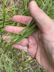 Tricoryne anceps pterocaulon