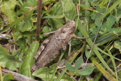 Psophus stridulus