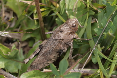 Psophus stridulus