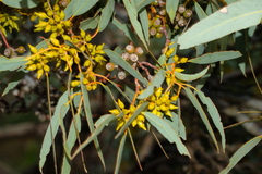 Eucalyptus socialis