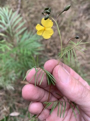 Gompholobium pinnatum