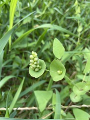 Persicaria perfoliata