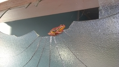 Hyperolius riggenbachi