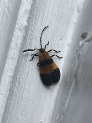Calopteron