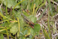 Stenobothrus lineatus