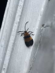 Calopteron