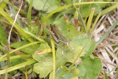 Stenobothrus lineatus