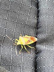 Acanthosoma haemorrhoidale