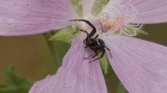 Synema globosum