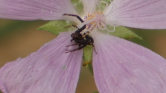 Synema globosum
