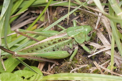 Decticus verrucivorus