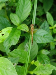 Neurothemis intermedia
