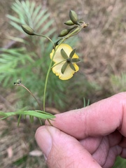 Gompholobium pinnatum