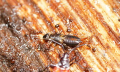 Forficula auricularia