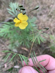 Gompholobium pinnatum