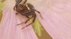 Synema globosum