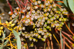 Eucalyptus socialis
