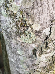 Flavopunctelia soredica