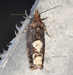 Epinotia trigonella