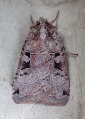 Xestia normanianus