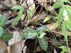Goodyera schlechtendaliana
