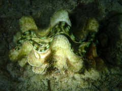 Tridacna