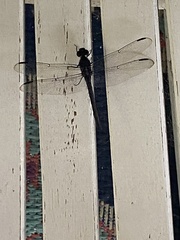 Libellula