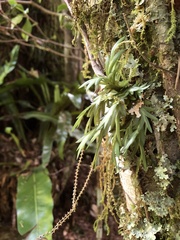 Oberonia arisanensis