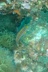 Symphodus mediterraneus