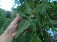 Platanus wrightii