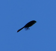 Rhipidura albiscapa