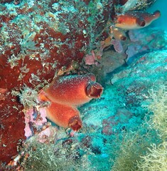 Halocynthia papillosa