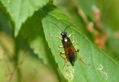 Ichneumon bucculentus