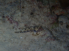 Synchiropus